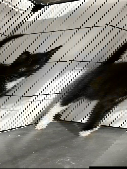 Alex (A Litter)
