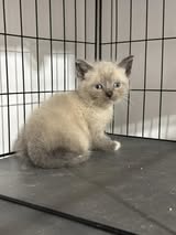 Austin (A Litter)