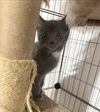 Adam (A Litter)