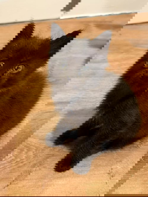 Macaroni (Pasta Litter)