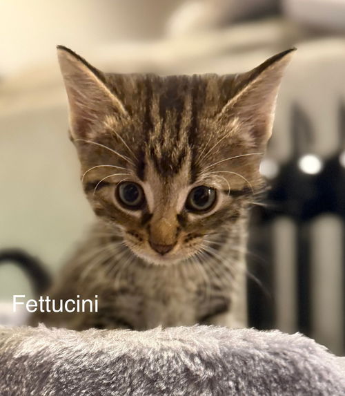 Fettuccini (Pasta Litter)