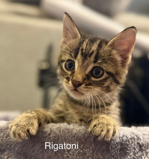 Rigatoni (Pasta Litter)