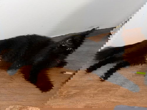 Noodle (Pasta Litter)