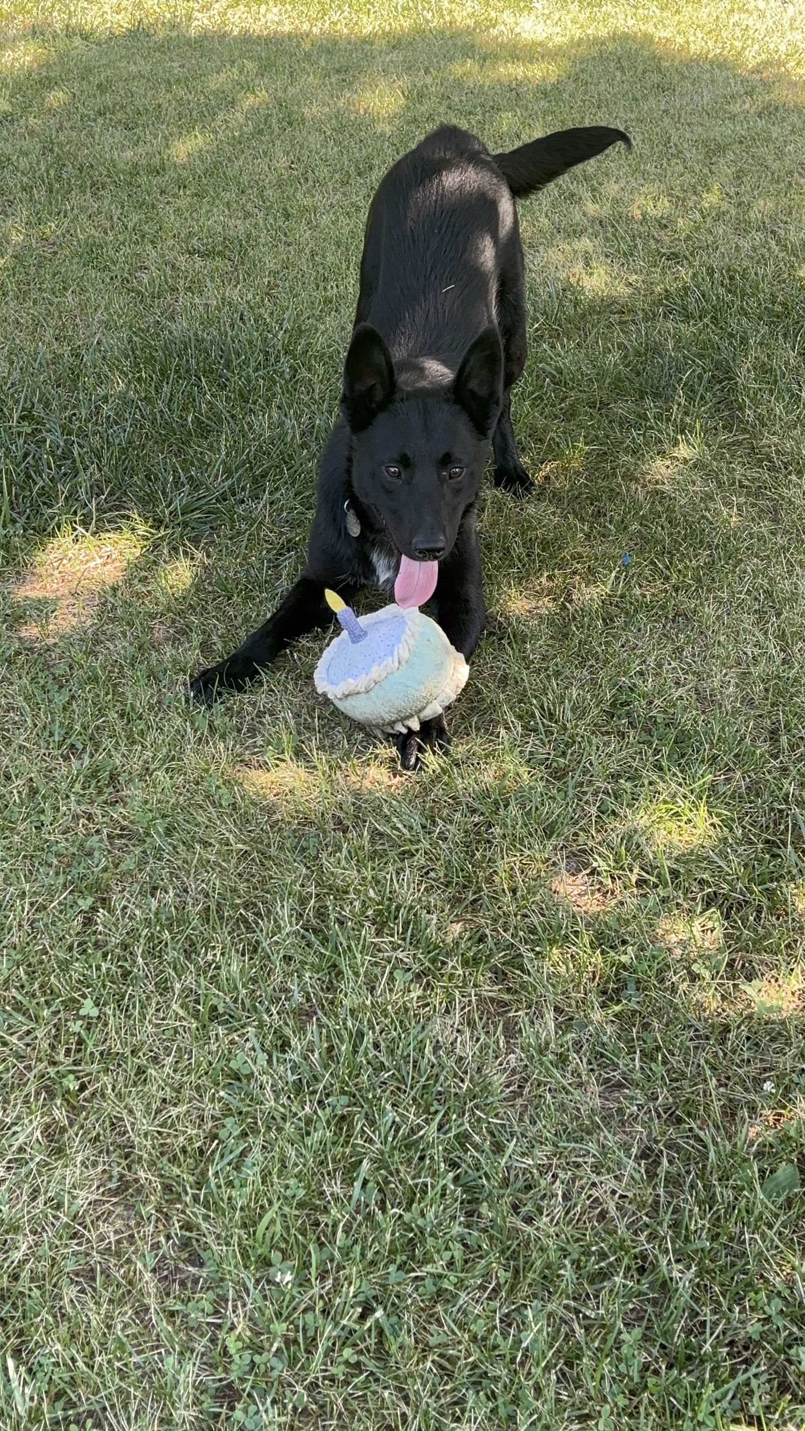 adoptable Dog in Mattoon, IL named Joey