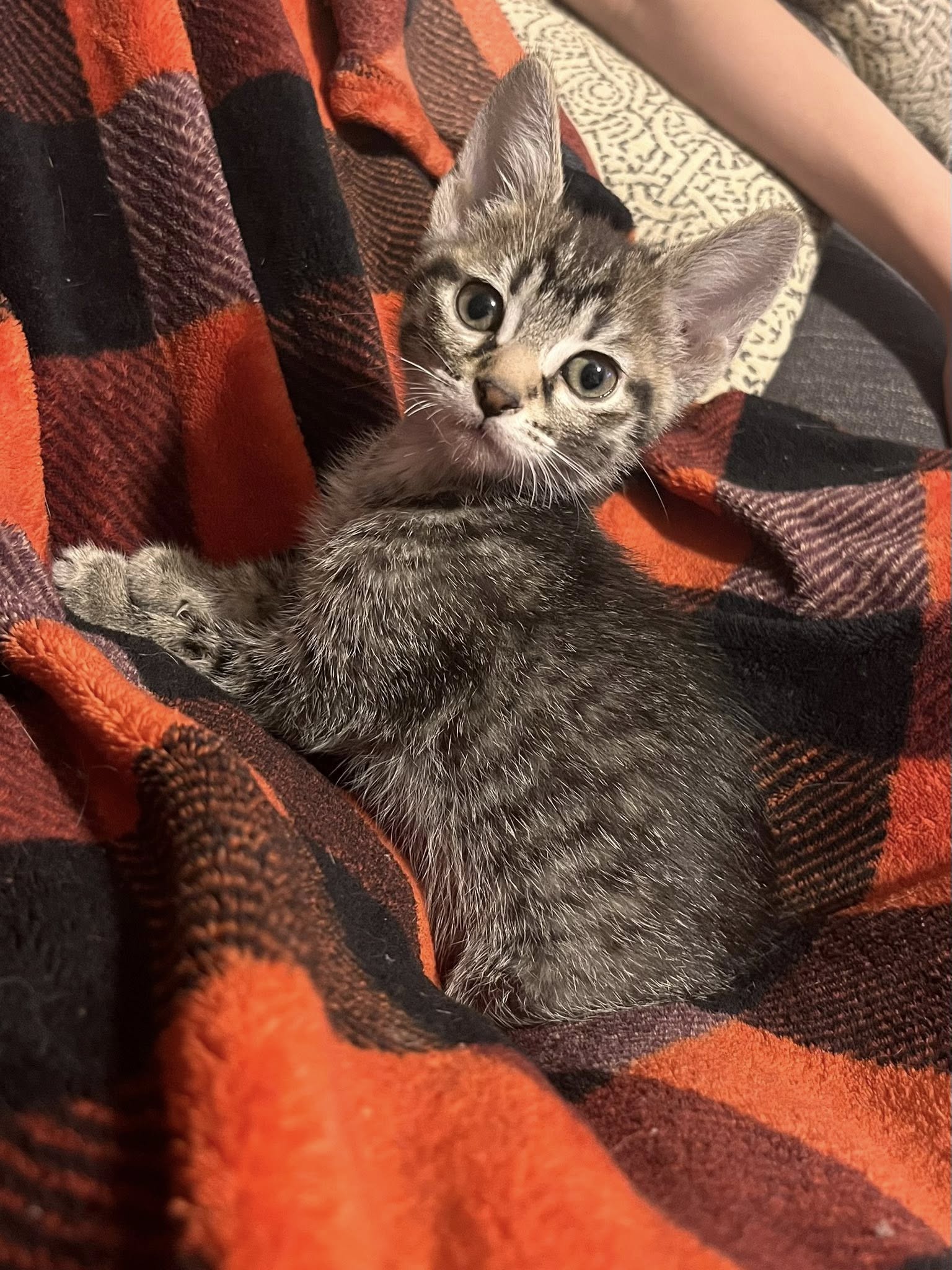 adoptable Cat in Mattoon, IL named Dough (Cookie Litter)