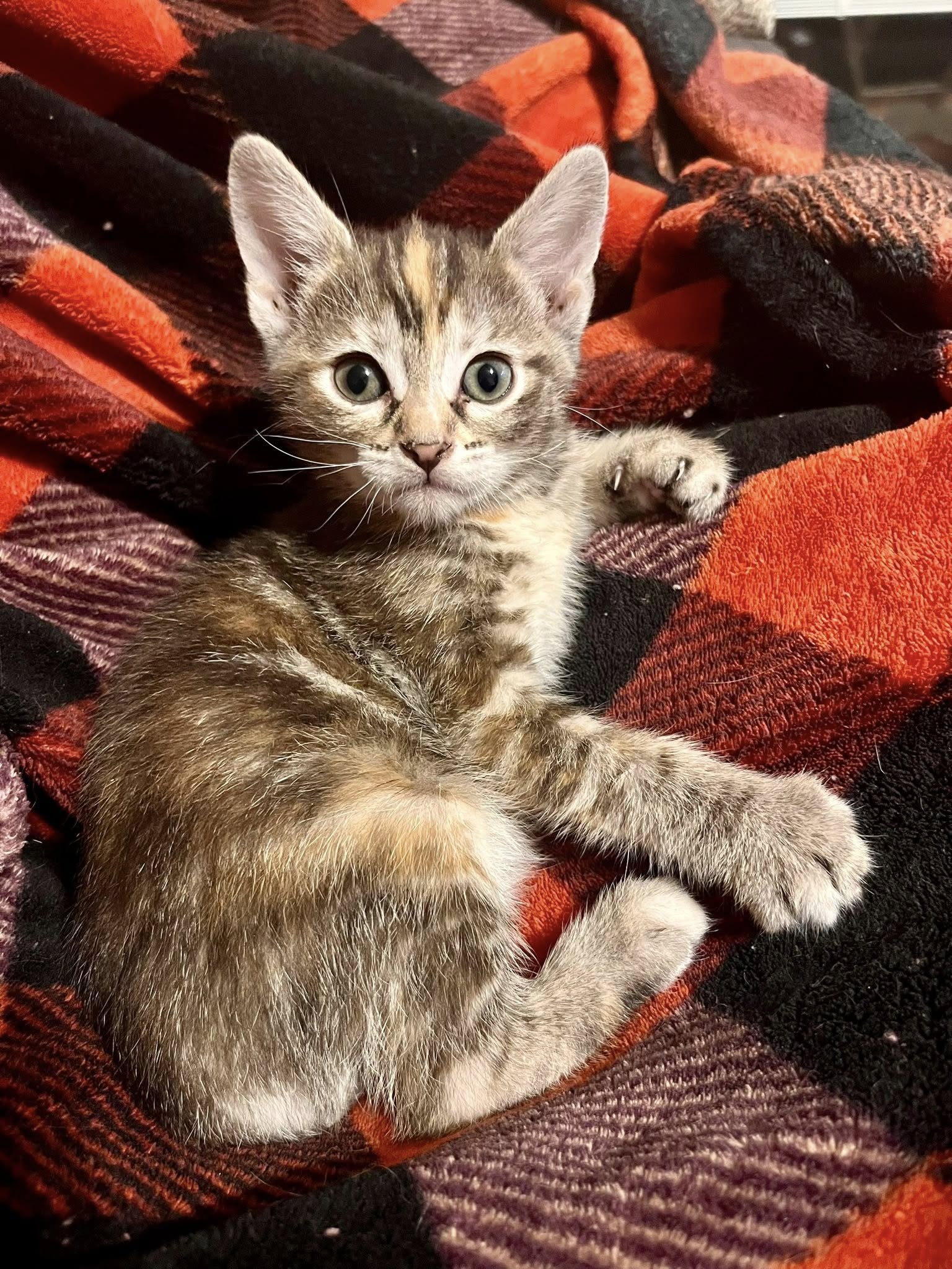 adoptable Cat in Mattoon, IL named Fortune (Cookie Litter)