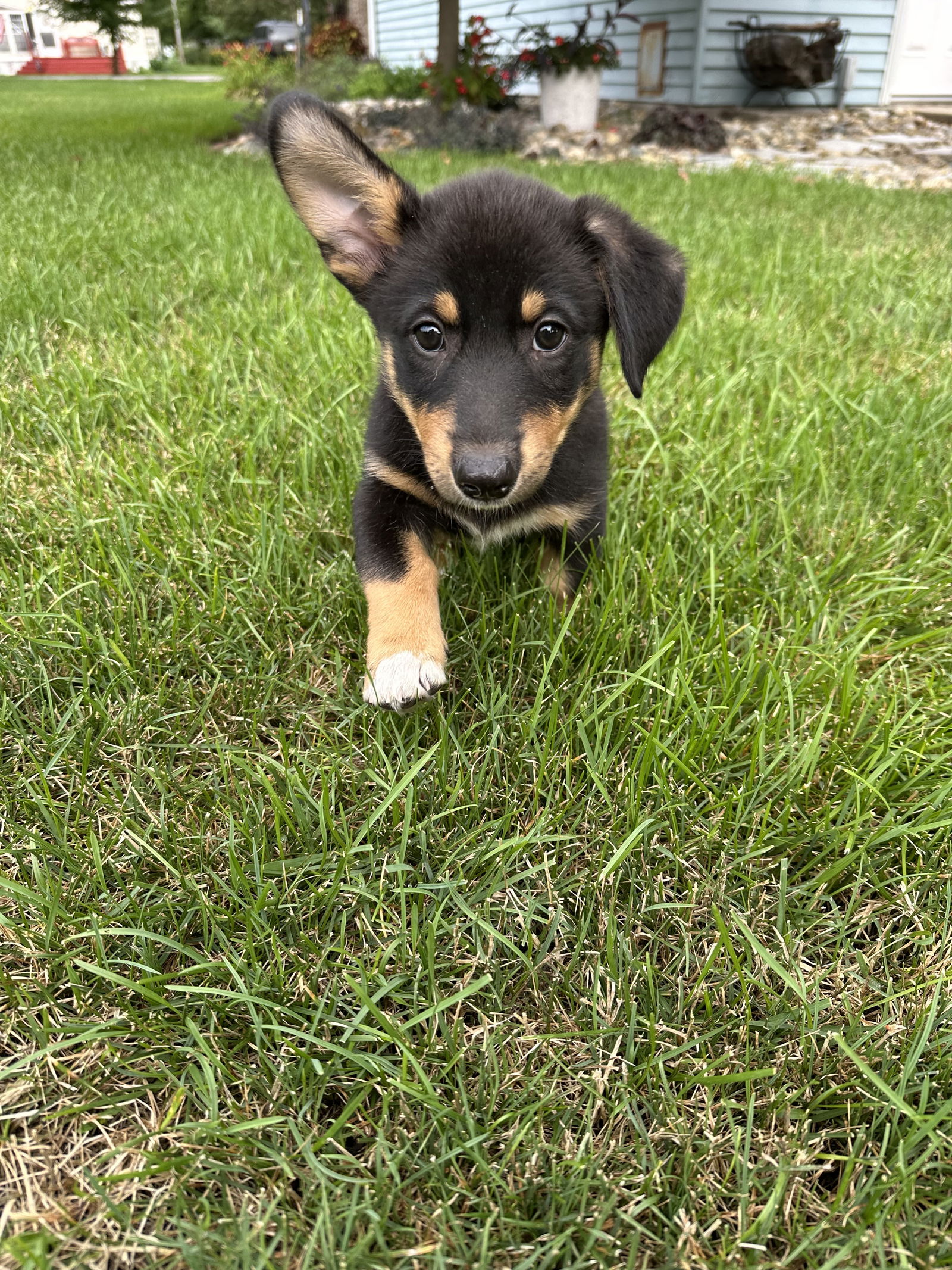 adoptable Dog in Mattoon, IL named Tito (The T Litter)