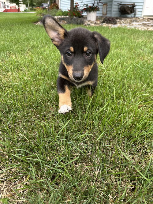 Tito (The T Litter)