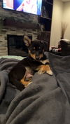 Tito (The T Litter)