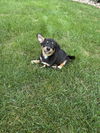 Tito (The T Litter)
