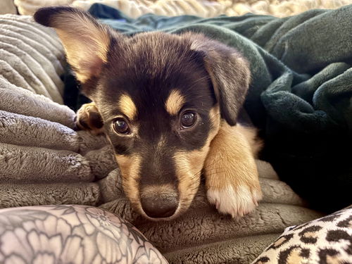 Timber (The T Litter)