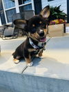 adoptable Dog in  named Trigger (The T Litter)