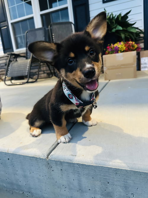 Trigger (The T Litter)