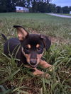 adoptable Dog in  named Toby (The T Litter)
