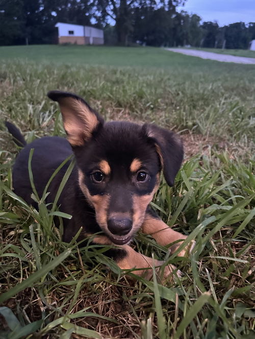 Toby (The T Litter)