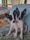 Memphis - The Happy Feet Litter