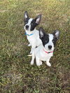 Memphis - The Happy Feet Litter