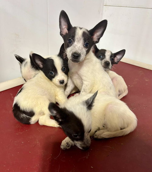 Gloria(now Poppy) (The Happy Feet Litter)