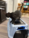Morticia (The Addams Family Litter)