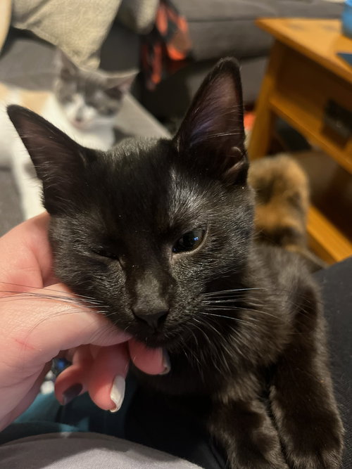 Morticia (The Addams Family Litter)