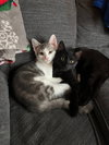 Morticia (The Addams Family Litter)