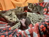 Autumn (The Autumn Litter)