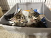 Spice- The Autumn Litter