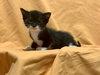 Spice- The Autumn Litter