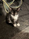 Spice- The Autumn Litter