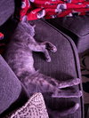Wednesday (The Addams Family Litter)