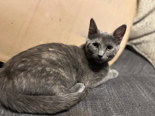 Wednesday (The Addams Family Litter)