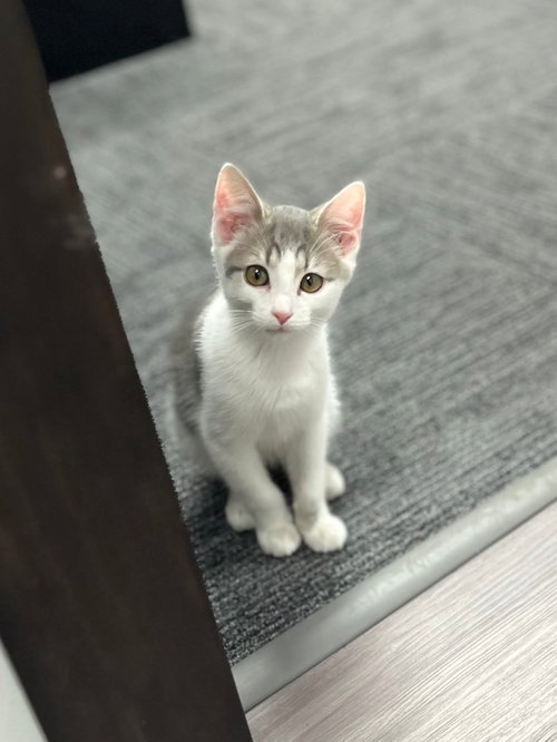 Pugsley (The Addams Family Litter)