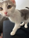 Pugsley (The Addams Family Litter)