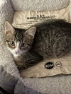 Acorn -The Autumn Litter