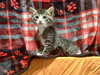Acorn -The Autumn Litter