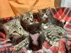 Acorn -The Autumn Litter