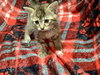 Maple- The Autumn Litter