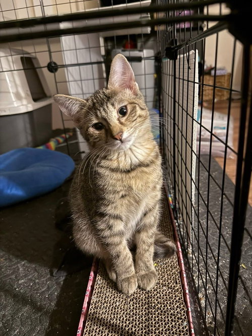 Maple- The Autumn Litter