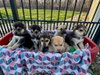 Easter Candy Litter-Peep(now Koda)