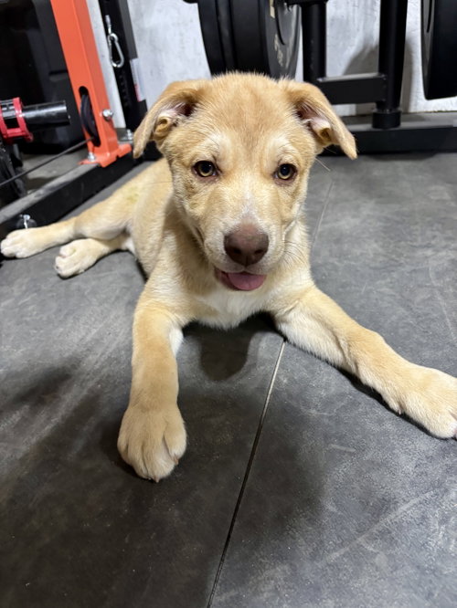 Easter Candy Litter- Peep, an adoptable Siberian Husky in Mattoon, IL