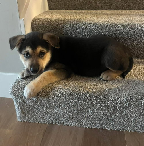 Easter Candy Litter- Hershey, an adoptable German Shepherd Dog in Mattoon, IL