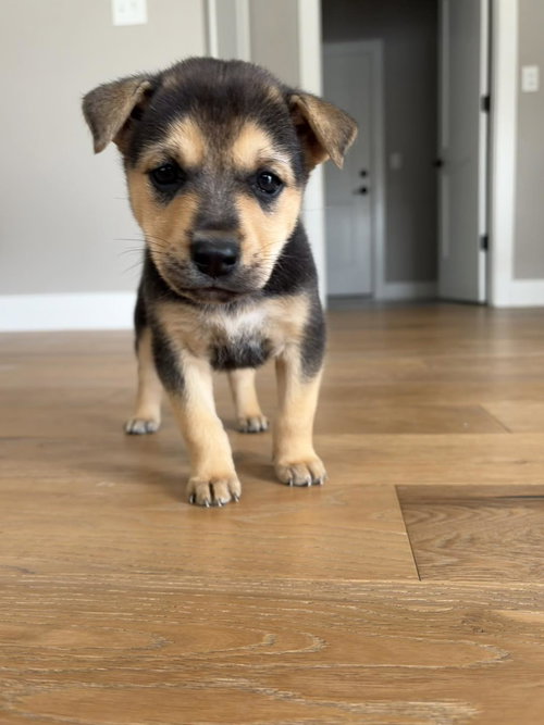 Easter Candy Litter- Reese, an adoptable German Shepherd Dog in Mattoon, IL