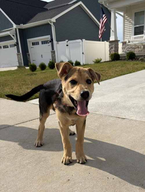 Easter Candy Litter- Reese, an adoptable German Shepherd Dog in Mattoon, IL