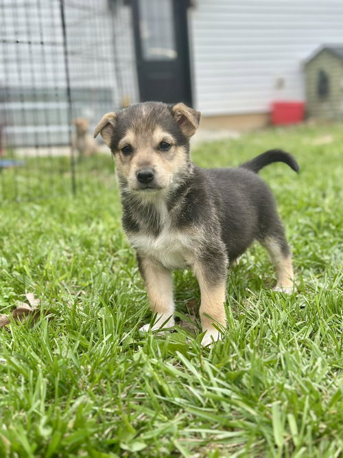 Easter Candy Litter- CB (Chocolate Bunny), an adoptable German Shepherd Dog in Mattoon, IL