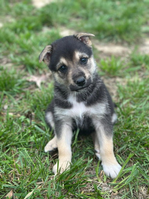Easter Candy Litter- Jelly Bean, an adoptable German Shepherd Dog in Mattoon, IL