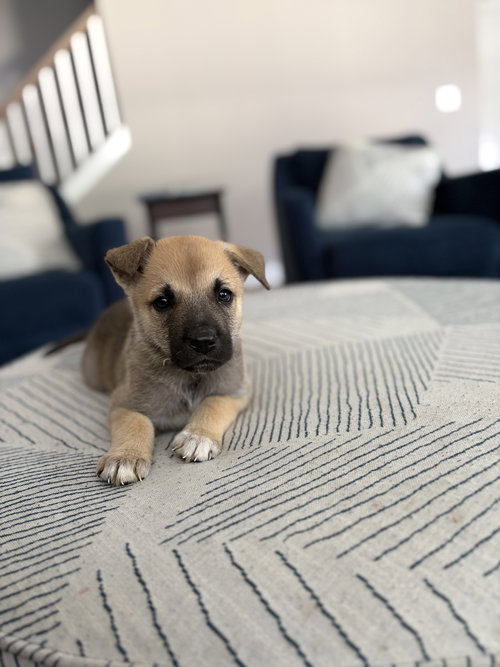 Easter Candy Litter- Cadbury, an adoptable German Shepherd Dog in Mattoon, IL