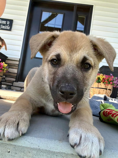Easter Candy Litter- Cadbury, an adoptable Siberian Husky in Mattoon, IL