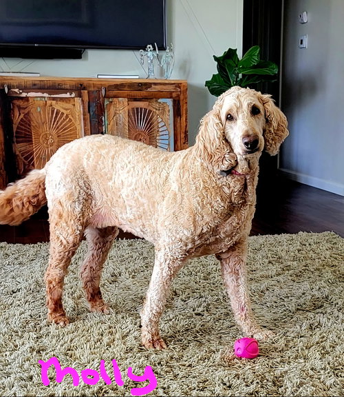 Molly, an adoptable Golden Retriever in Mattoon, IL