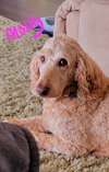 Molly