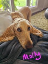 Molly